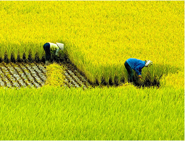 广西绿海种业水稻品种高产栽培技术措施