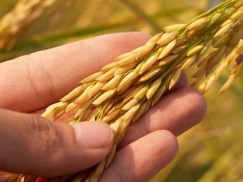 今年稻谷产量有望达2000万吨！菲律宾水稻产业发展情况了解下