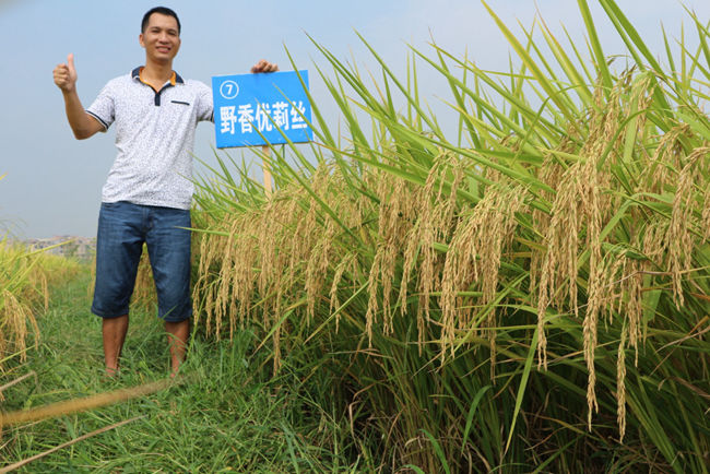 “野香优莉丝”将掀起全国优质稻种植热潮