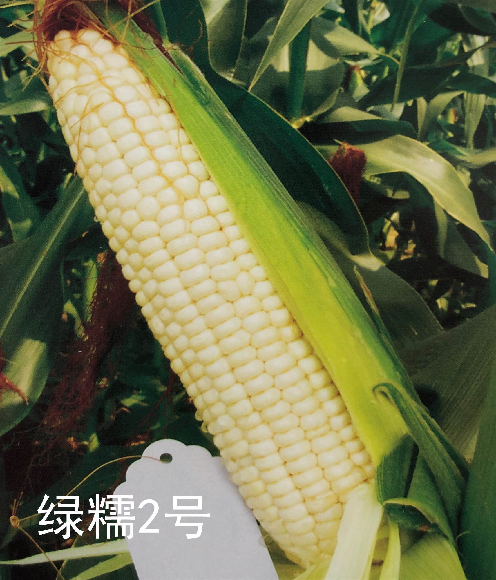 绿糯2号在安徽荣获2019鲜食玉米品种风味金奖！